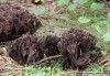plesňák zápašný (měnlivý) (Houby), Thelephora palmata, Thelephoraceae (Fungi)